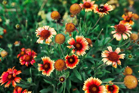 How Long Does It Take For Blanket Flower To Germinate Storables