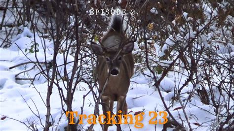 Tracking A Pound Big Woods Buck Youtube