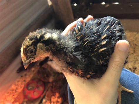 My three week old Golden Laced Wyandotte boy : r/BackYardChickens