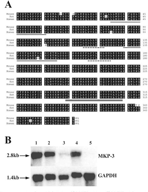 Figure 1 From Cloning And Expression Of The Mouse Dual Specificity