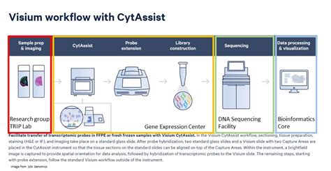 X Genomics Visium Cytassist Spatial Transcriptomics Gene Expression