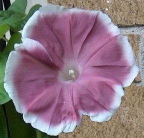 Morning Glory Seeds Morning Glories Heavenly Blue Grandpa Ott