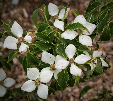 Cornus Kousa Little Poncho 23w23 Dogwood Y1 Cornus Kous Flickr