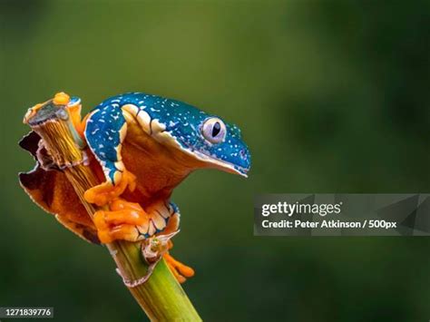 Tropical Rainforest Frogs Photos and Premium High Res Pictures - Getty Images