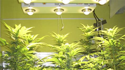 Floración de marihuana con LED aprende los mejores trucos