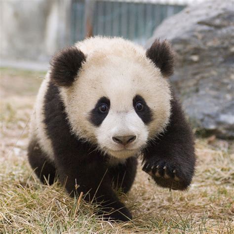 Panda Baby : Panda Gifted To Taiwan By China Gives Birth To 2nd Cub In ...