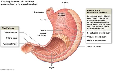 Esophagus Diagram Digestive System Esophagus Digestive Syste