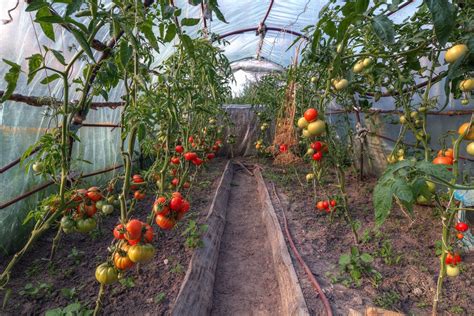 Tomaten im Gewächshaus pflanzen Tipps für Anbau und Pflege