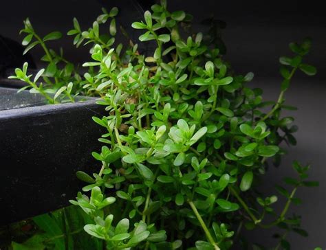 Бакопа моньє, bacopa monnieri купити з доставкою по Україні