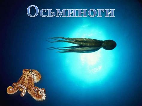 Осьминоги - презентация онлайн