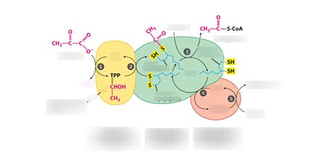 Pyruvate Dehydrogenase Diagram Quizlet