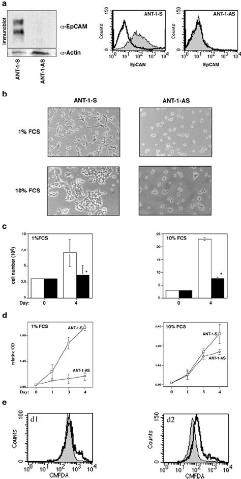 Epcam Inhibition In Ant 1 Carcinoma Cells A Immunoblot And Facs