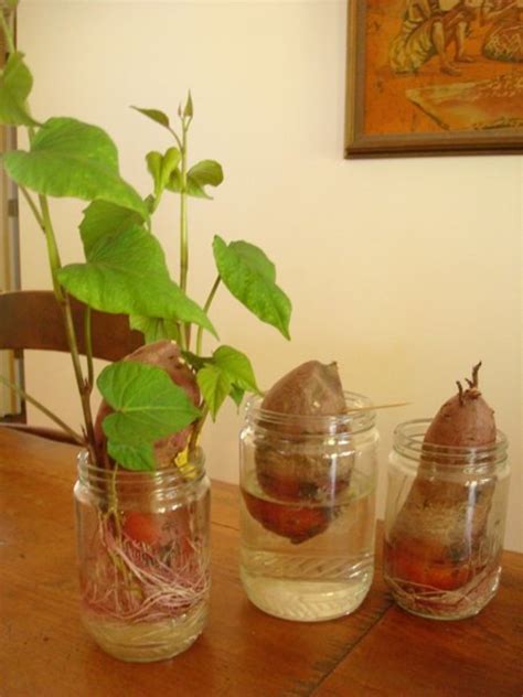 Sweet Potato Plant In Water