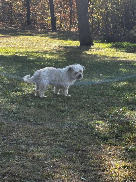 This dog... - Buster's page - Helping North Bay pets get home | Facebook