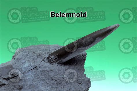 Belemnoidea. Belemnoid. Fossil. Jurassic - Belemnoidea (Belemnoids ...