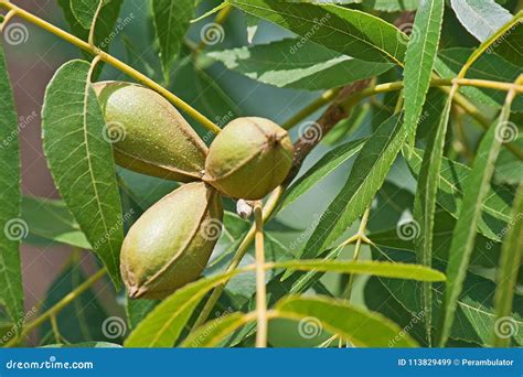 PECAN NUTS on a TREE in a GARDEN Stock Image - Image of fruit, foliage: 113829499