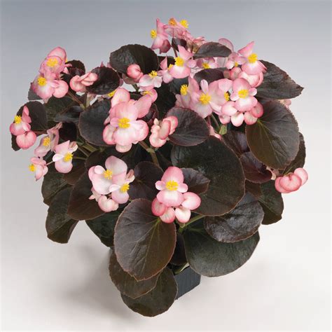 Begonia Fibrous Semperflorens Nightlife F1 Series Norseco