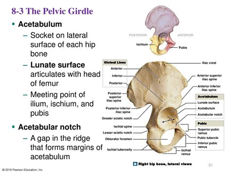 Fundamentals Of Anatomy And Physiology Ppt Download