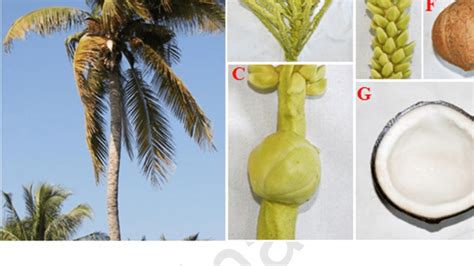 Morphological Characteristic Of Coconut Tree A Spica B Female Download Scientific Diagram