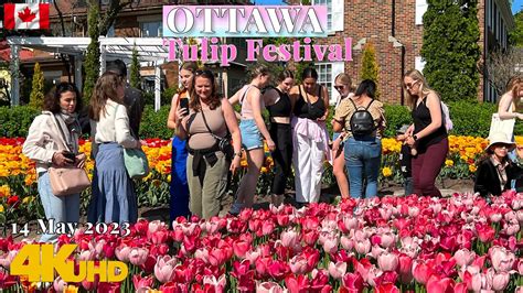 Ottawa Canada 🇨🇦 Tulip Festival 14 May 2023 Commissioners Park Walking Tour 4k Uhd Hdr Youtube