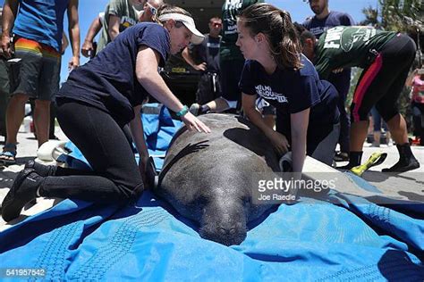 Manatee Rescue Photos and Premium High Res Pictures - Getty Images