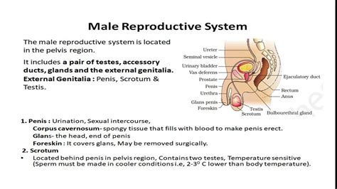 What Are The Different Types Of Male Accessory Glands At Terry Myers Blog