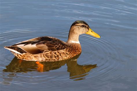 Ente Vogel Stockente Kostenloses Foto Auf Pixabay Pixabay