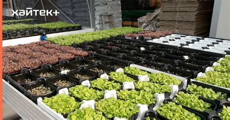 В Италии начали выращивать зелень с характеристиками под определенные ...