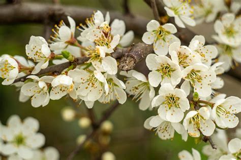 What Is Plum Tree White Flowers? Types & How To Take Care It