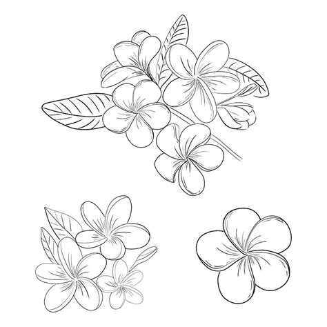 Plumeria Or Frangipani Flower Illustration Drawing Set