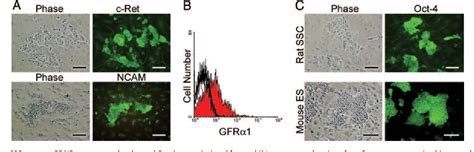 Figure 3 From Conservation Of Spermatogonial Stem Cell Self Renewal