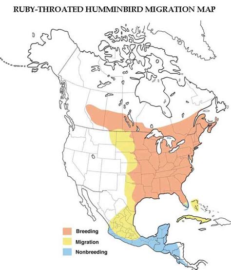 Hummingbird Migration. Spring & Fall Migration Information.