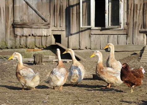 Can You Keep Ducks As Pets Everything You Need To Know