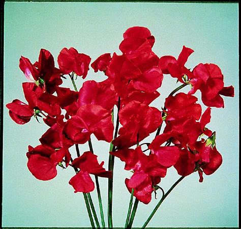 LATHYRUS Odoratus ELEGANCE SCARLET Muller Seeds