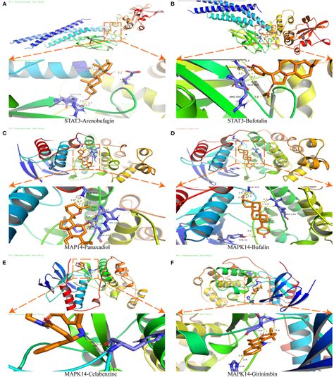 Molecular Docking Of STAT3 And MAPK14 A Molecular Docking Between