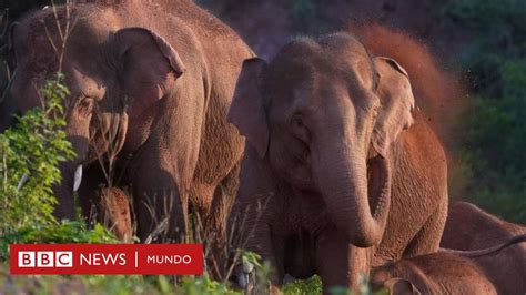 Los misterios del inesperado y mastodóntico viaje de una manada de