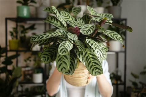 Avoir Des Plantes Chez Soi Cest Bon Pour La Sant Imoja Par Aiguillon