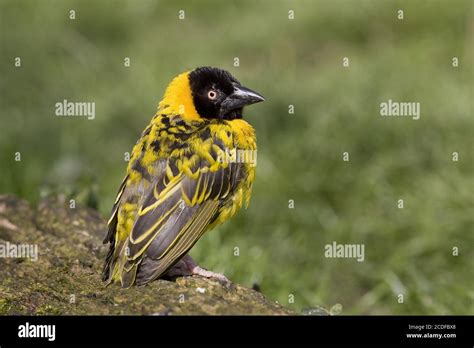 Village Weaver Hi Res Stock Photography And Images Alamy