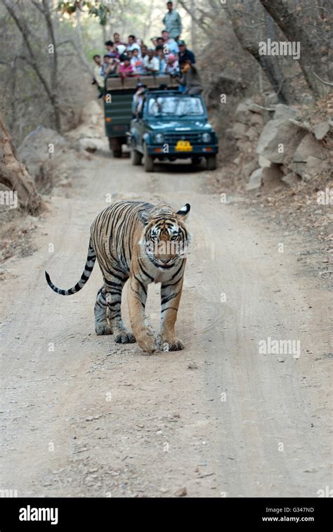 Machli tiger ranthambore hi-res stock photography and images - Alamy