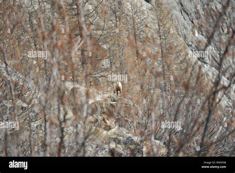 Alpine ibex rock climber Stock Photo - Alamy