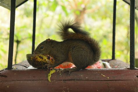 El D A Mundial De La Ardilla Homenajea A Un Roedor Vital Para El Bosque