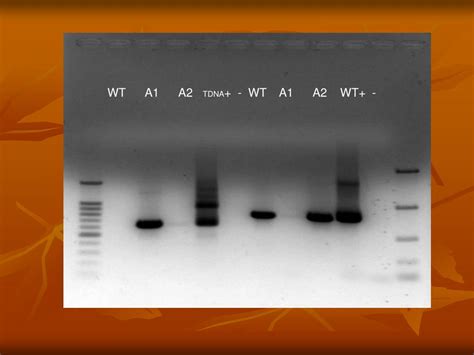 Ppt T Dna Mutagenesis Powerpoint Presentation Free Download Id337157