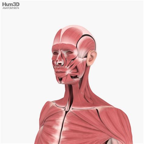 Female Muscular System 3d Model Download Anatomy On