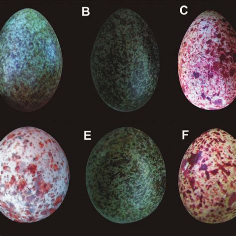 Experimental Red-crested Cardinal (host) and Shiny Cowbird (parasite)... | Download Scientific ...