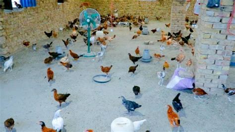 Desi Murgi Chicks Best Farm Desi Hen Farming In Pakistan Desi Hen