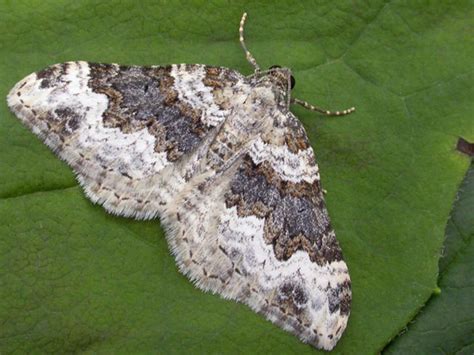 Carpet Moth Larvae Identification Uk - Carpet Vidalondon