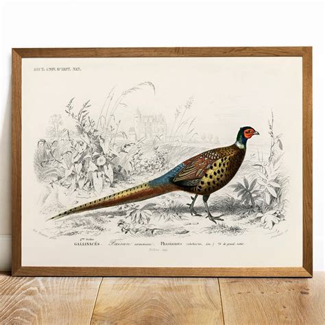 Pheasant Print, Antique Animal Painting, Vintage Drawing Poster Art ...