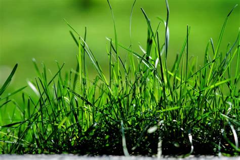 Grass at ground level stock image. Image of prairie - 255572047