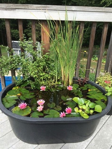 20 Miniature Water Lily Varieties for a Container Water Garden