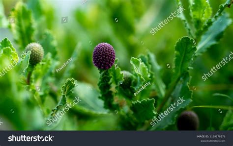 Sphaeranthus Indicus East Indian Globe Thistle Stock Photo 2129178176